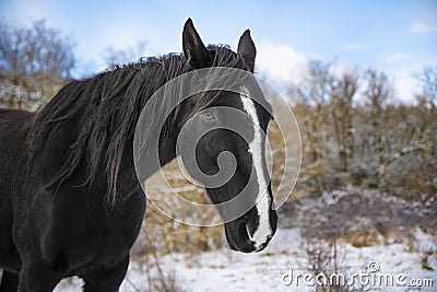 Cheval trotteur francais hiver neige Stock Photo