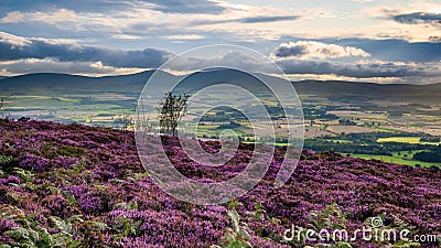 The Cheviot Hills from heather covered Ros Castle Stock Photo