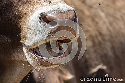 Chewing cow with open mouth close-up Stock Photo