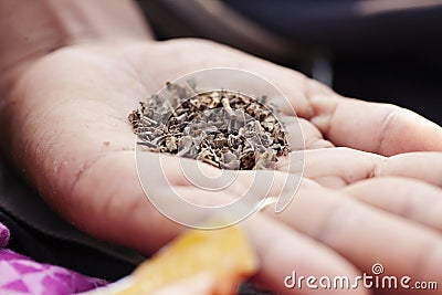 Chewing tobacco in female palm Stock Photo
