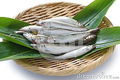 Chi ayu, young sweet fish Stock Photo