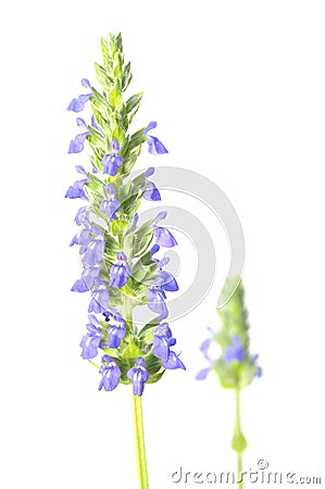 Chia flower Stock Photo