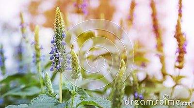 Chia Flower Spike Stock Photo