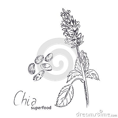 Chia plant and seeds hand drawn sketch. Vector Illustration