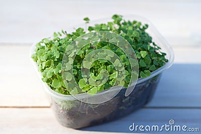 Chia Sprouting Microgreen. Sprouted Seeds Germination at home. Vegan and healthy eating concept. plastic box. Stock Photo