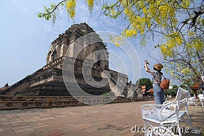 CHIANG MAI , THAILAND - APRIL 3, The traveler taken picture at Wat Jedi Luang temple with Golden Shower tree yellow flowers Editorial Stock Photo