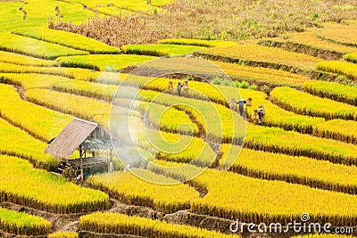 CHIANG MAI, THAILAND, NOVEMBER 18: The unidentified farmers harvesting rice from terraced rice field on November 18, 2010 in Editorial Stock Photo