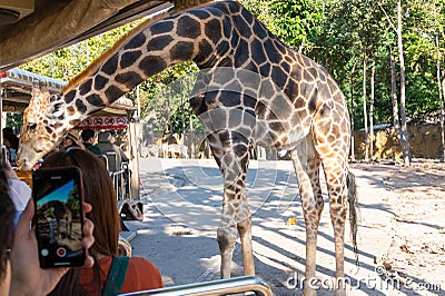 The traveler feeding giraffe at Chiang Mai night safari, Thailand Editorial Stock Photo