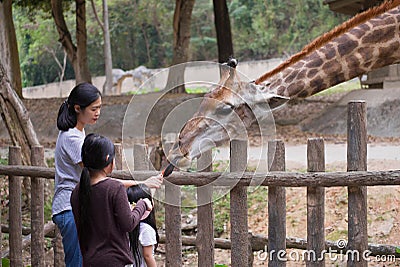 A woman with two girls is feeding a giraffe. Chiang Mai Zoo Editorial Stock Photo