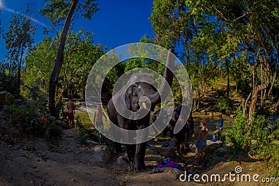 CHIANG RAI, THAILAND - FEBRUARY 01, 2018: A group of tourists close to a huge elephants at Elephant jungle sanctuary Editorial Stock Photo