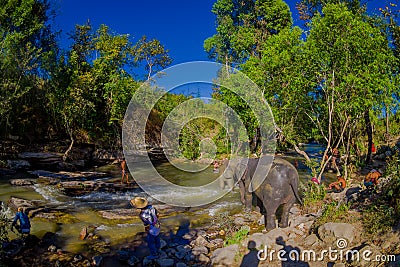 CHIANG RAI, THAILAND - FEBRUARY 01, 2018: Outdoor view of group of elephants happy playing in the water at Elephant Editorial Stock Photo