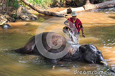 Chiangmai ,Thailand - November 16 : mahout take a bath elephant Editorial Stock Photo