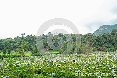 Scenic view of hydrangea flowers blooming in natural plantation Editorial Stock Photo