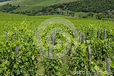Chianti Tuscan vineyards in July Stock Photo