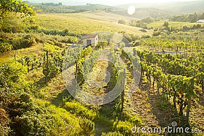 Chianti vineyard landscape in Tuscany, Italy Stock Photo