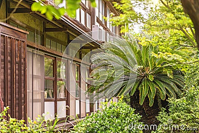 Palm tree in the backyard of a japanese ryokan guesthouse indoor garden. Editorial Stock Photo