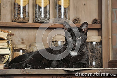 Chic black cat lying Stock Photo