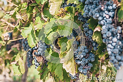 Chic ripe juicy large grapes in a vineyard in Provence Stock Photo