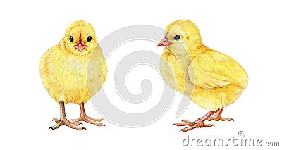 Chick hand drawn illustration set. Small yellow newborn baby chicken. Tiny fluffy chick front and side view set. White Cartoon Illustration