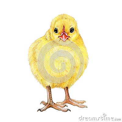 Chick hand drawn illustration. Small newborn baby chicken. Tiny yellow fluffy chick on white background. Small farm baby Cartoon Illustration