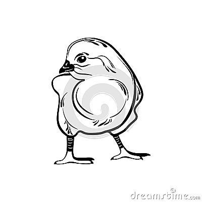 Chick hand drawn. Vector illustration isolated design on white Vector Illustration