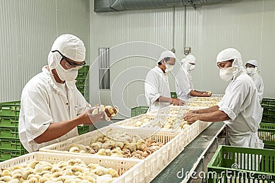 Chick inspection in poultry farm Editorial Stock Photo