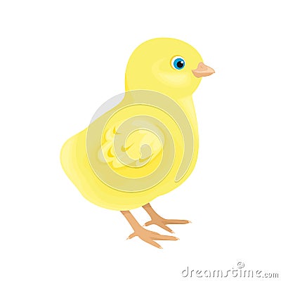 Chick vector illustration. Cute yellow baby chicken Vector Illustration