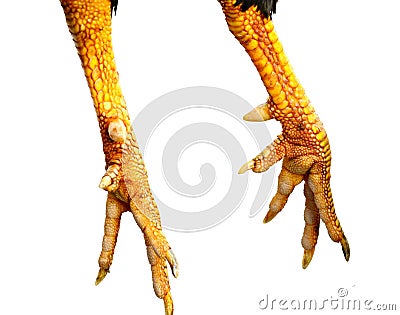 Chick legs and claws. Stock Photo