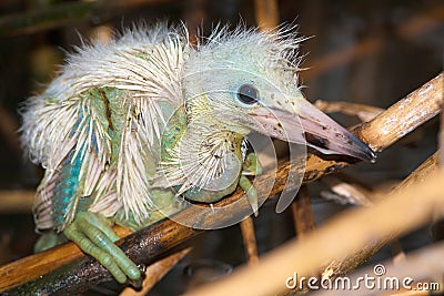 A chick of little egret ( Egretta garzetta ) Stock Photo