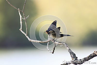 chick swallows sitting on a branch wings spread and mouth open Stock Photo