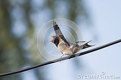 chick swallows sitting on a wire waiting for parents Stock Photo