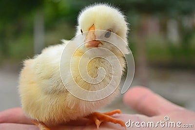 The chick will grow the chicken . Stock Photo