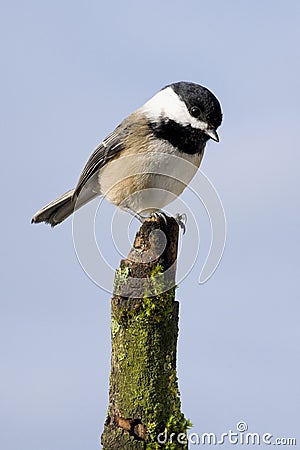 Chickadee Stock Photo