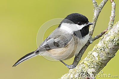 Chickadee Stock Photo