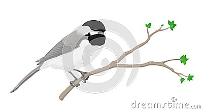 Chickadee Vector Illustration