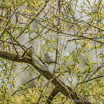 Chickadee bird on tree in spring sunny day Stock Photo