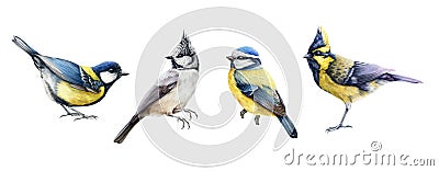 Chickadee birds watercolor set. Hand drawn realistic blue tit, crested, himalayan tit small birds. Realistic garden and Stock Photo