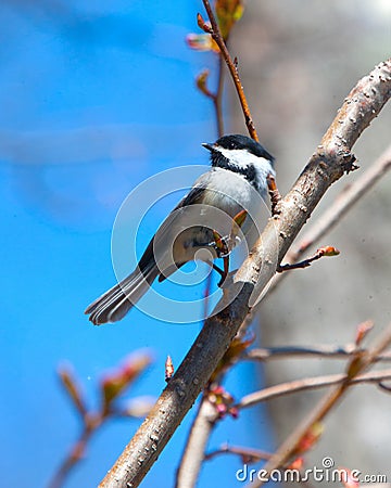 Chickadee on branch Stock Photo