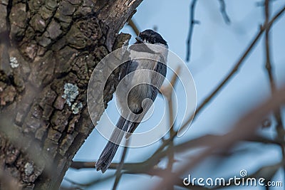 Chickadee climbing a tree Stock Photo