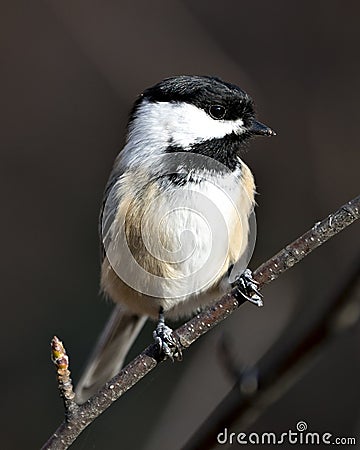 Chickadee photo stock. Chickadee close-up profile view perched on a branch with brown blur background in its environment and Stock Photo