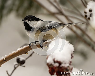 Chickadee Photo and Image. Close-up profile view perched on a branch with snow with a blur background in its environment and Stock Photo