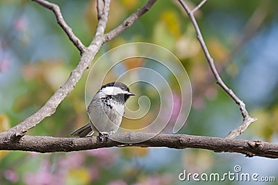Chickadee in Colorful Springtime Forest Stock Photo
