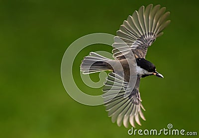 Chickadee flying solo Stock Photo