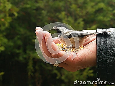 Chickadee Gets a Seed Stock Photo