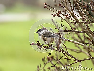 Chickadee Perched on Branches Stock Photo