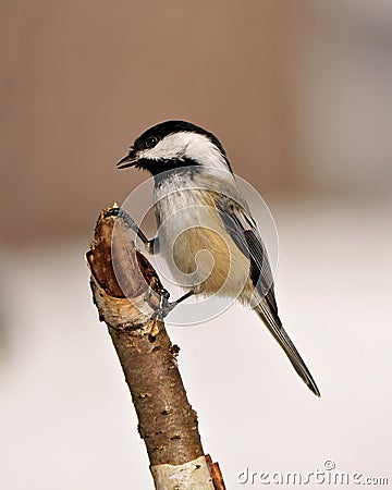 Chickadee Photo and Image. Close-up profile side view perched on a twig with blur background in its envrionment and habitat Stock Photo