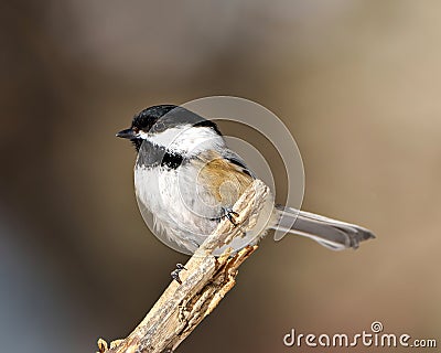 Chickadee Photo and Image. Close-up profile view perched on a twig with blur brown background in its envrionment and habitat Stock Photo