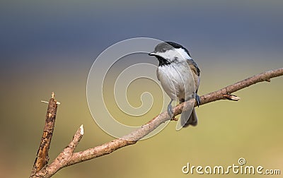 A Chickadee in Winter Stock Photo