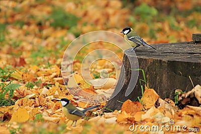 Chickadees in the autumn forest. Stock Photo
