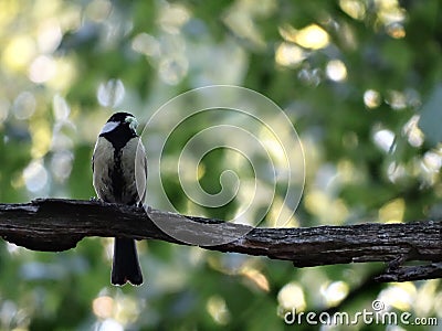The chickadees sitting on a brach and eating worm Stock Photo